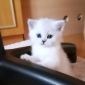 Британские котята объявление Продам уменьшенное изображение 4
