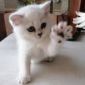 Британские котята окраса серебристая шиншилла объявление Продам уменьшенное изображение 3