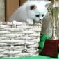 Британские котята окраса серебристая шиншилла объявление Продам уменьшенное изображение 4