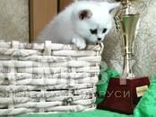 Британские котята окраса серебристая шиншилла объявление Продам уменьшенное изображение 