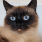 Кошка Ноэль, кастрирована объявление Отдам даром уменьшенное изображение 3