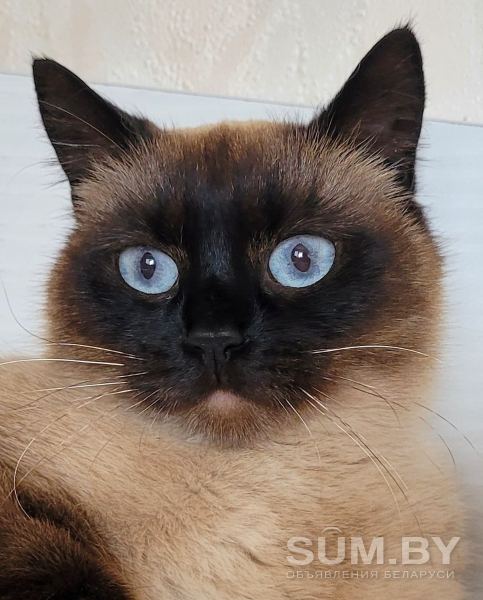 Кошка Ноэль, кастрирована объявление Отдам даром уменьшенное изображение 