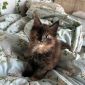 Котенок Мейн-кун объявление Продам уменьшенное изображение 4