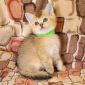Шотландский котята объявление Продам уменьшенное изображение 3