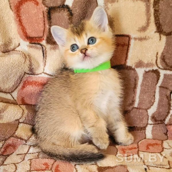Шотландский котята объявление Продам уменьшенное изображение 