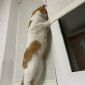 Очаровательный рыжий кот Боня ищет дом и любящую семью! объявление Отдам даром уменьшенное изображение 2