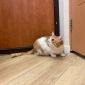 Очаровательный рыжий кот Боня ищет дом и любящую семью! объявление Отдам даром уменьшенное изображение 3