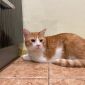 Очаровательный рыжий кот Боня ищет дом и любящую семью! объявление Отдам даром уменьшенное изображение 5