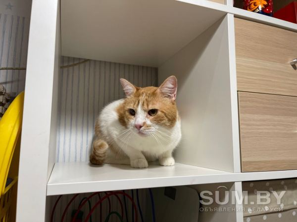 Очаровательный рыжий кот Боня ищет дом и любящую семью! объявление Отдам даром уменьшенное изображение 