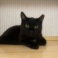 Черная кошечка котенок Агата в дар добрым сердцам! объявление Отдам даром уменьшенное изображение 2