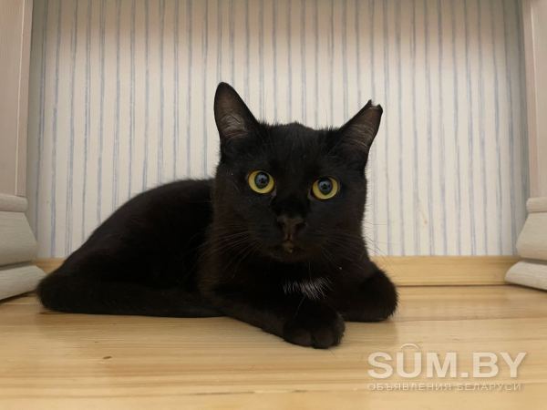 Черная кошечка котенок Агата в дар добрым сердцам! объявление Отдам даром уменьшенное изображение 