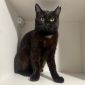 Черная кошечка котенок Агата в дар добрым сердцам! объявление Отдам даром уменьшенное изображение 4