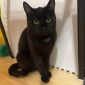 Черная кошечка котенок Агата в дар добрым сердцам! объявление Отдам даром уменьшенное изображение 3