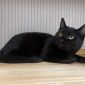 Черная кошечка котенок Агата в дар добрым сердцам! объявление Отдам даром уменьшенное изображение 6