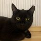Черная кошечка котенок Агата в дар добрым сердцам! объявление Отдам даром уменьшенное изображение 5