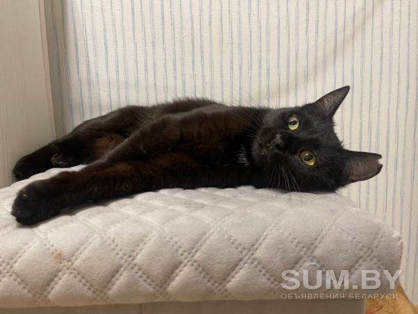 Черная кошечка котенок Агата в дар добрым сердцам! объявление Отдам даром уменьшенное изображение 