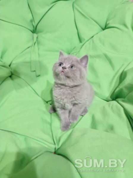 Котята британцы объявление Продам уменьшенное изображение 