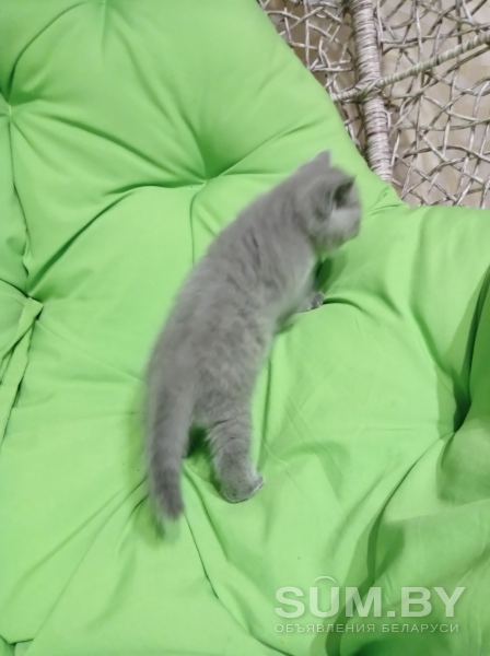 Котята британцы объявление Продам уменьшенное изображение 