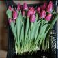 Тюльпаны опт от 200 шт объявление Продам уменьшенное изображение 1