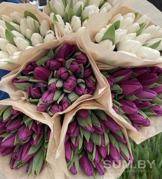 Тюльпаны опт от 200 шт объявление Продам уменьшенное изображение 