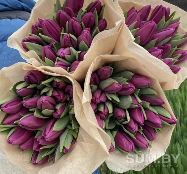 Тюльпаны опт от 200 шт объявление Продам уменьшенное изображение 