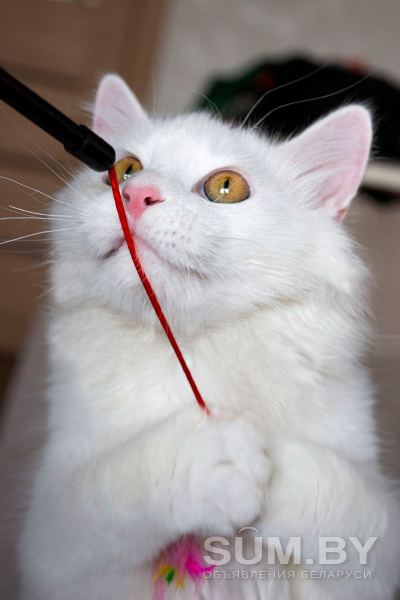 Котенок Каспер 6 мес объявление Отдам даром уменьшенное изображение 