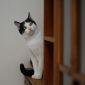 Максимка - котик подросток в поисках дома! объявление Отдам даром уменьшенное изображение 2