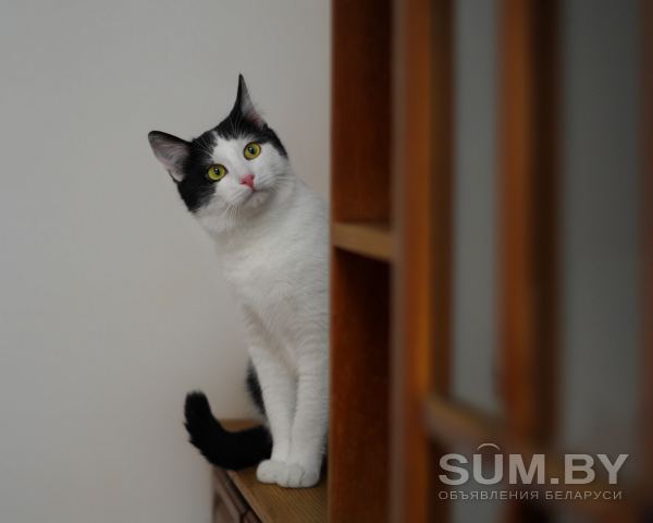 Максимка - котик подросток в поисках дома! объявление Отдам даром уменьшенное изображение 