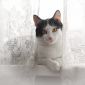 Максимка - котик подросток в поисках дома! объявление Отдам даром уменьшенное изображение 3