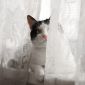 Максимка - котик подросток в поисках дома! объявление Отдам даром уменьшенное изображение 4