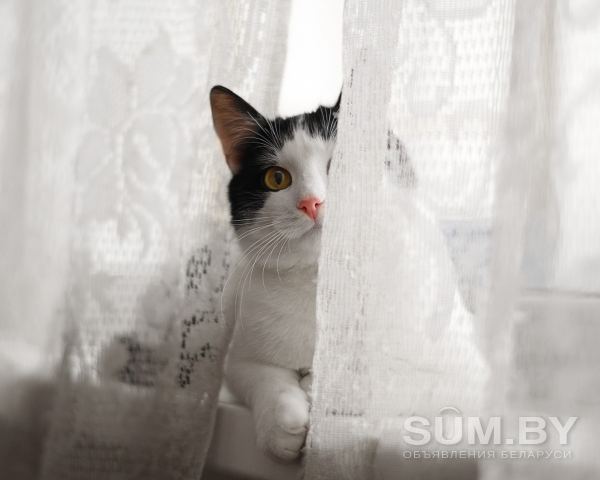 Максимка - котик подросток в поисках дома! объявление Отдам даром уменьшенное изображение 