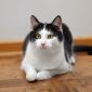 Максимка - котик подросток в поисках дома! объявление Отдам даром уменьшенное изображение 5