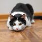 Максимка - котик подросток в поисках дома! объявление Отдам даром уменьшенное изображение 6