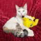 Луна- ласковая и игривая котенок объявление Отдам даром уменьшенное изображение 2