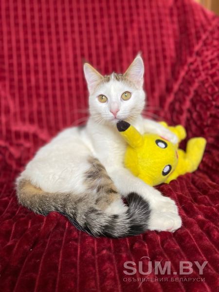 Луна- ласковая и игривая котенок объявление Отдам даром уменьшенное изображение 