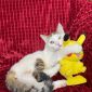 Луна- ласковая и игривая котенок объявление Отдам даром уменьшенное изображение 4