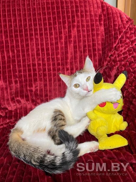 Луна- ласковая и игривая котенок объявление Отдам даром уменьшенное изображение 