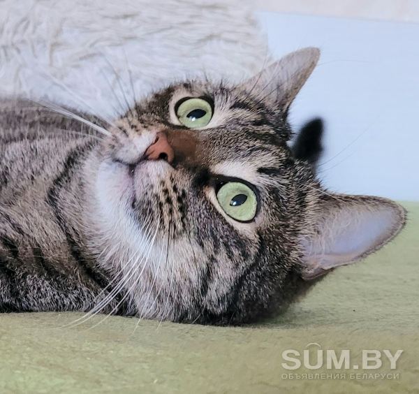 Молодой кот Шанхай, кастрирован объявление Отдам даром уменьшенное изображение 