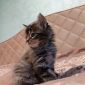 Котята Мейн Кун объявление Продам уменьшенное изображение 3