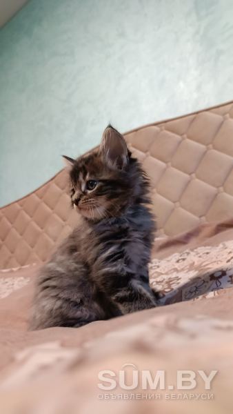 Котята Мейн Кун объявление Продам уменьшенное изображение 