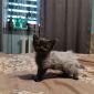 Котята Мейн Кун объявление Продам уменьшенное изображение 6