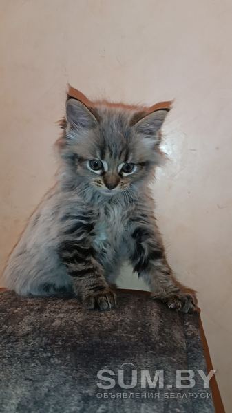 Котята Мейн Кун объявление Продам уменьшенное изображение 