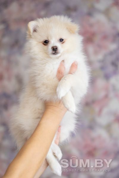 Продажа щенков померанского шпица объявление Продам уменьшенное изображение 