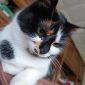 Кошка Лёля, 1 год, стерилизована объявление Отдам даром уменьшенное изображение 6