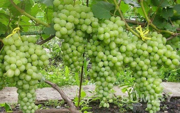 Черенки винограда СКИДКА 50% объявление Продам уменьшенное изображение 