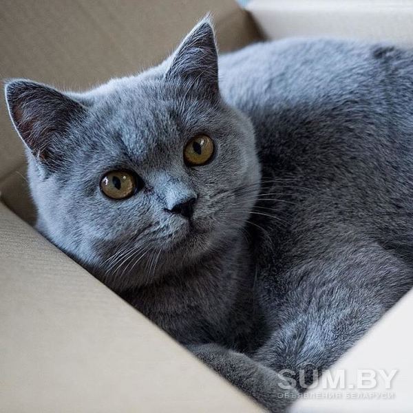 Кошка британская серого цвета