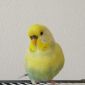 Волнистый попугай объявление Продам уменьшенное изображение 6