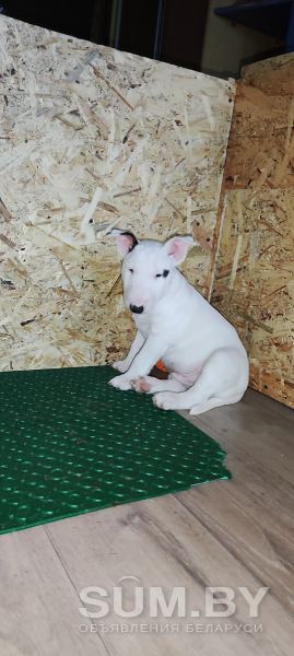 Продажа щенки миниатюрного английского бультерьера объявление Продам уменьшенное изображение 