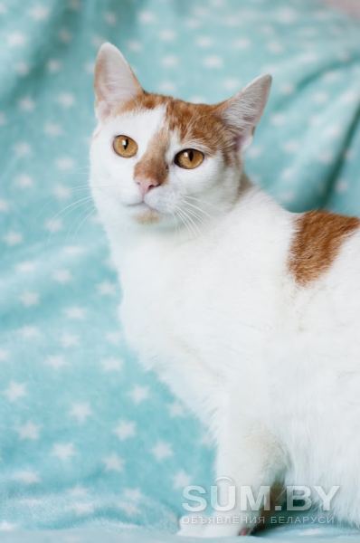 Стерилизованная кошка в дар объявление Отдам даром уменьшенное изображение 
