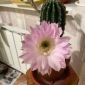 Эхинокактус+ фото красивого цветения объявление Продам уменьшенное изображение 2